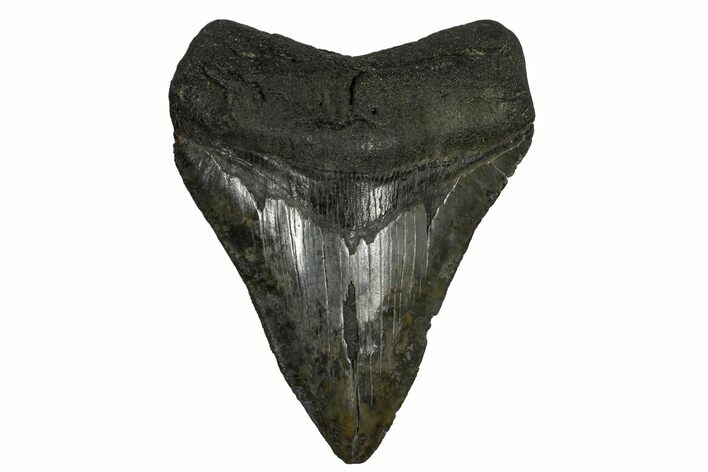 Serrated, Fossil Megalodon Tooth - South Carolina #169211